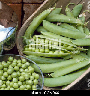 Pea - `Champion of England' (Wrinkled Variety)   VEG060348 Stock Photo